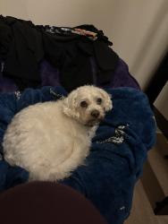 Found/Stray Female Dog last seen Corner of N 194th and Meridian, Shoreline, WA 98133