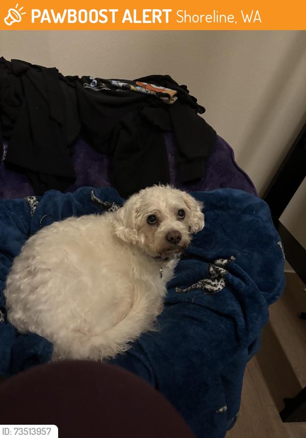 Found/Stray Female Dog last seen Corner of N 194th and Meridian, Shoreline, WA 98133
