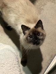 Found/Stray Unknown Cat last seen Near Dublin, Colorado Springs, CO 80923