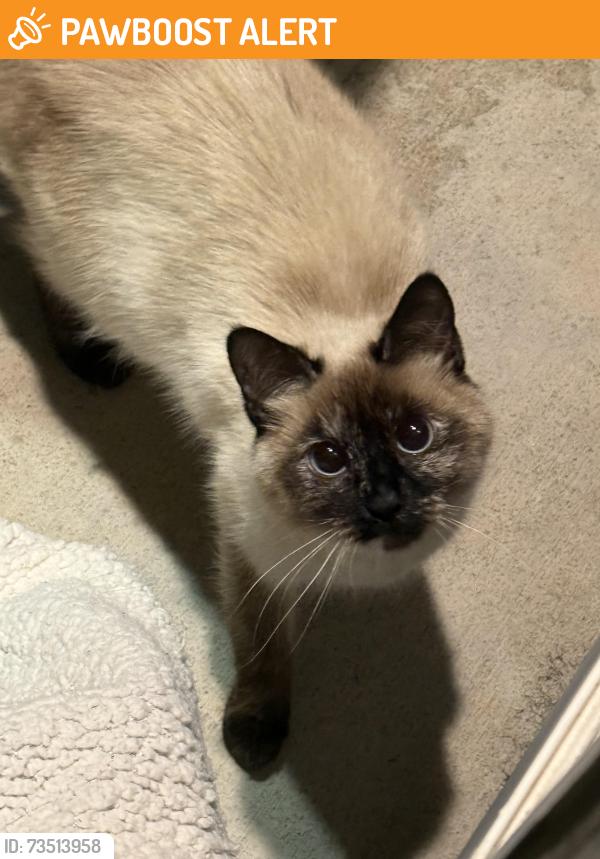 Found/Stray Unknown Cat last seen Near Dublin, Colorado Springs, CO 80923
