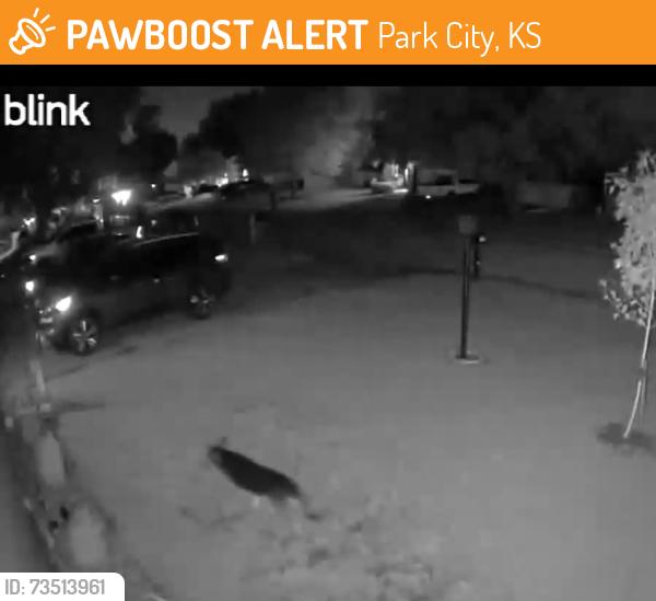 Found/Stray Unknown Dog last seen Gary and Ulysses, Park City, KS 67219