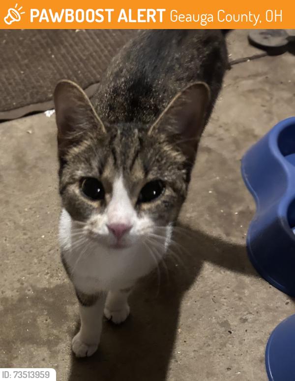 Found/Stray Unknown Cat last seen Stafford rd, Geauga County, OH 44023