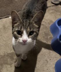 Found/Stray Unknown Cat last seen Stafford rd, Geauga County, OH 44023