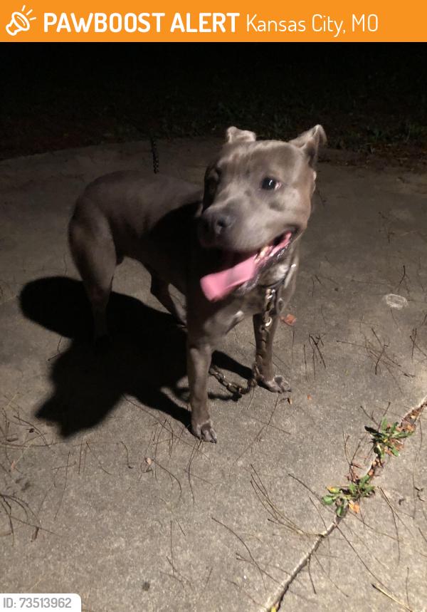 Found/Stray Male Dog last seen 99th and Holmes Linden Hills, Kansas City, MO 64131