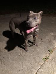 Found/Stray Male Dog last seen 99th and Holmes Linden Hills, Kansas City, MO 64131
