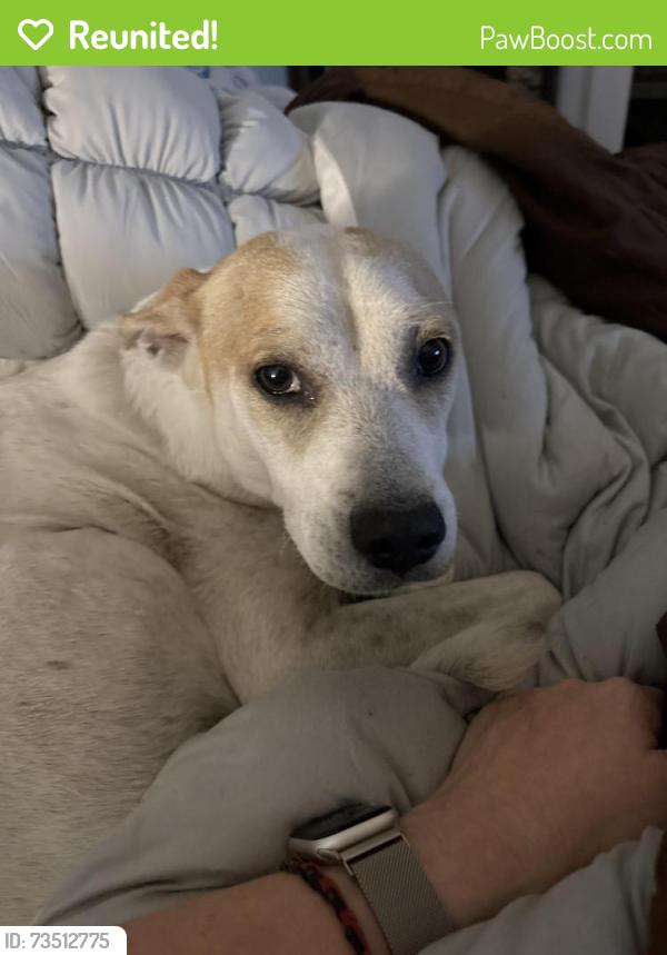 Reunited Male Dog last seen South River School Rd and Collier Rd, Wade, NC 28395