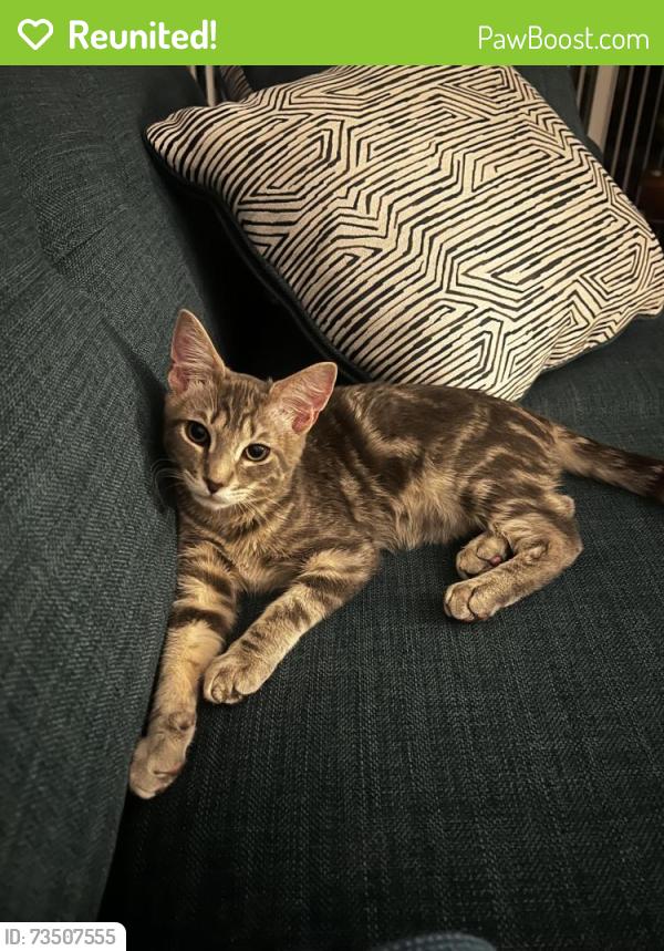 Reunited Male Cat last seen Ansin Circle Road and Cadbury Avenue, Potomac, MD 20854