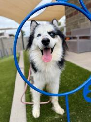 Shelter Stray Male Dog last seen S, Midvale, UT, 84047, 511 W 3900 S, Salt Lake City, UT 84123, USA