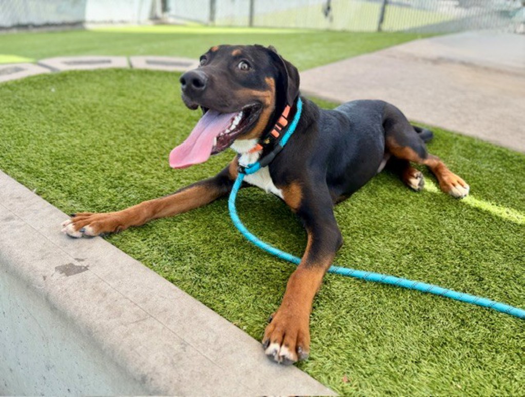 Shelter Stray Male Dog last seen S W, Magna Township, UT, 84044, 511 W 3900 S, Salt Lake City, UT 84123, USA