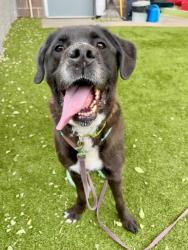 Shelter Stray Male Dog last seen Near N Catherine Drive, SALT LAKE CITY, UT, 84116, 511 W 3900 S, Salt Lake City, UT 84123, USA