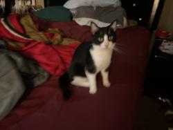 Lost Male Cat last seen River bank drive, Marysville, CA 95901