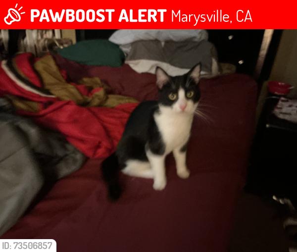 Lost Male Cat last seen River bank drive, Marysville, CA 95901