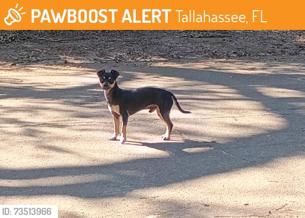 Found/Stray Unknown Dog last seen Roberts Ave, Tallahassee, FL 32310