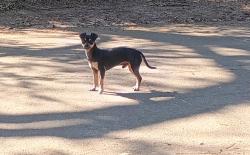 Found/Stray Unknown Dog last seen Roberts Ave, Tallahassee, FL 32310