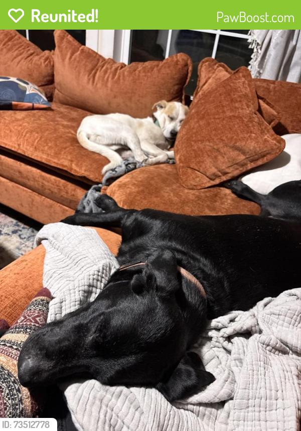 Reunited Male Dog last seen South River School Rd and Collier Rd, Wade, NC 28395
