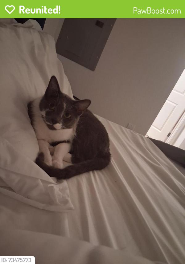 Reunited Male Cat last seen Near Selma Ave, Hollywood, CA 90028, USA, Los Angeles, CA 90028