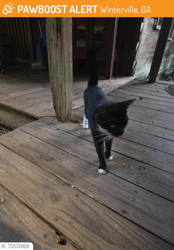 Found/Stray Unknown Cat last seen near Pittard Park, Winterville, GA 30683