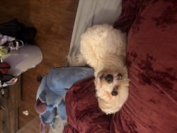Reunited Male Dog last seen Sebastian, Jackson, TN 38305