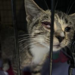Shelter Stray Male Cat last seen , 980 Guilford College Rd, Greensboro, NC 27409, USA