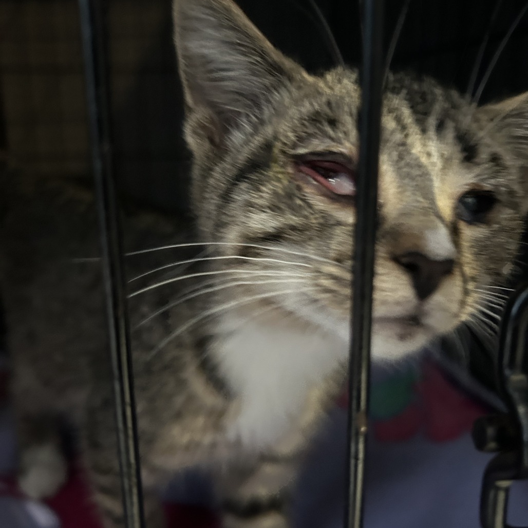 Shelter Stray Male Cat last seen , 980 Guilford College Rd, Greensboro, NC 27409, USA