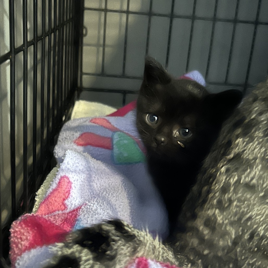 Shelter Stray Male Cat last seen , 980 Guilford College Rd, Greensboro, NC 27409, USA