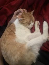 Lost Female Cat last seen Near east McKinney st, Denton, TX 76209