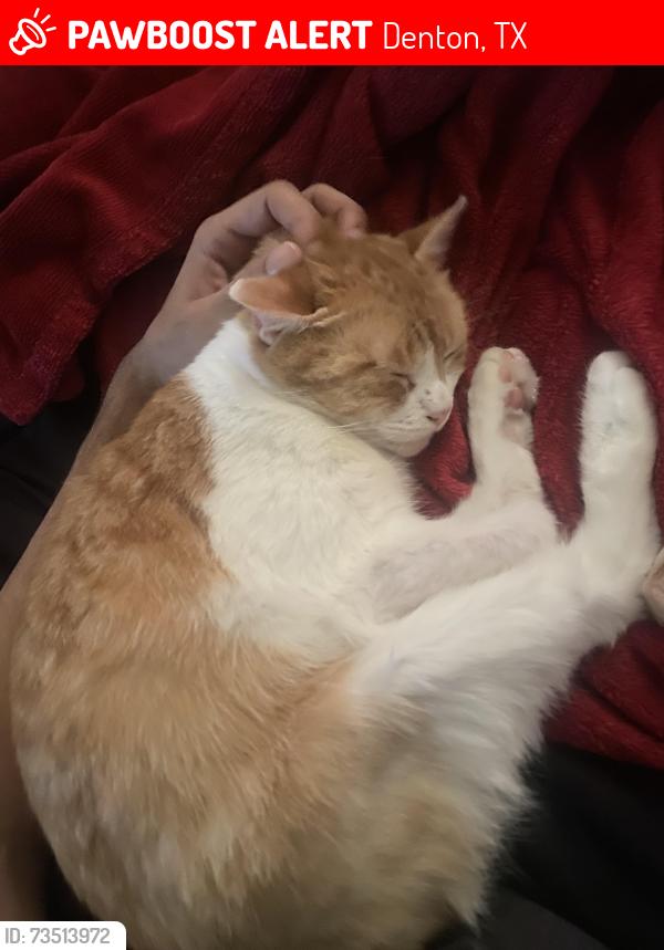 Lost Female Cat last seen Near east McKinney st, Denton, TX 76209