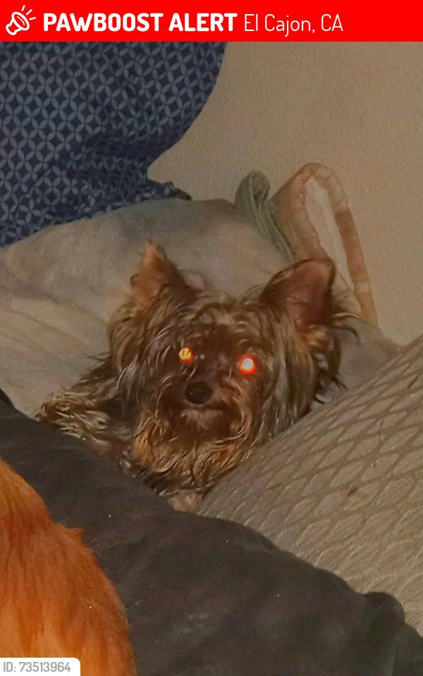 Lost Male Dog last seen Vista Palms apmts 1250El Cajon Blvd 92020, El Cajon, CA 92020