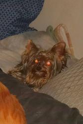 Lost Male Dog last seen Vista Palms apmts 1250El Cajon Blvd 92020, El Cajon, CA 92020