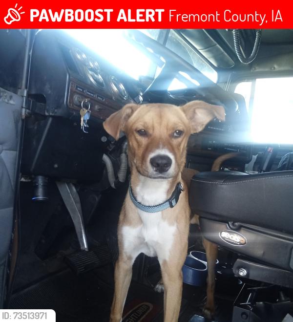 Lost Male Dog last seen Sapp Bros Truck shop, Fremont County, IA 51648