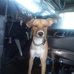 Lost Male Dog last seen Sapp Bros Truck shop, Fremont County, IA 51648