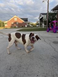 Reunited Male Dog last seen By the Shriners club, Hope Mills, NC 28348