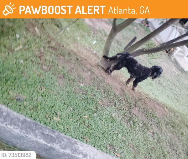 Found/Stray Male Dog last seen Victor circle and holly rd, Atlanta, GA 30314