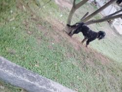 Found/Stray Male Dog last seen Victor circle and holly rd, Atlanta, GA 30314