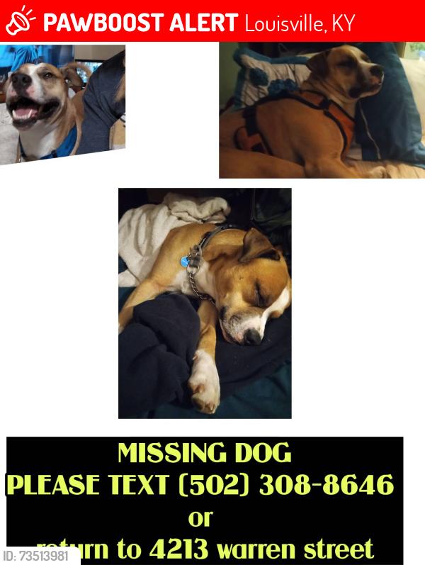 Lost Male Dog last seen Poplar level and taylor ave, Louisville, KY 40213