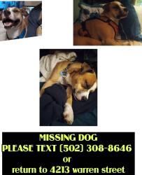Lost Male Dog last seen Poplar level and taylor ave, Louisville, KY 40213