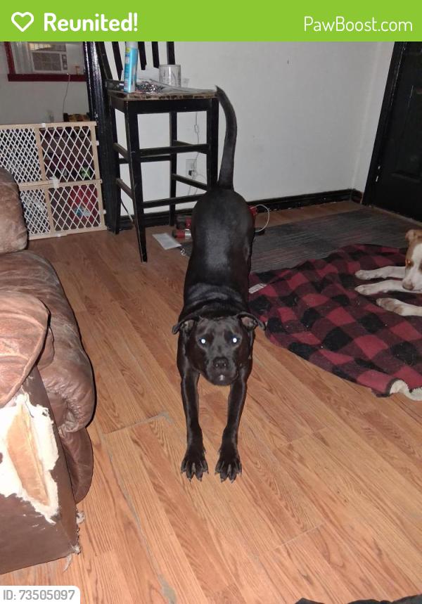 Reunited Male Dog last seen Near w Walnut ave gastinia 28952, Gastonia, NC 28052