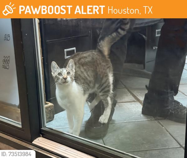 Found/Stray Male Cat last seen Near Shepherd and West Gray, Houston, TX 77019