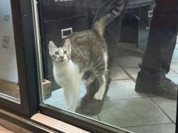 Found/Stray Male Cat last seen Near Shepherd and West Gray, Houston, TX 77019