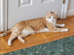 Reunited Male Cat last seen Marye and Ham’s Ford Rd/Arcadia Rd, Woodford, VA 22580