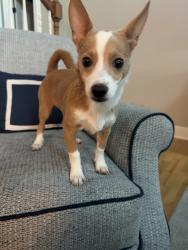 Found/Stray Male Dog last seen Near 15th Ave Zephyrhills, FL 33542, Zephyrhills, FL 33542