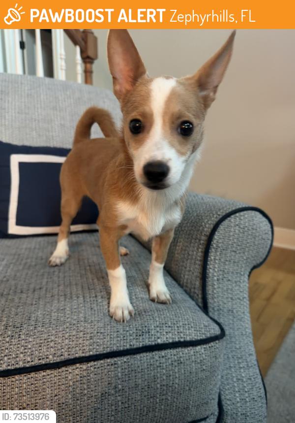 Found/Stray Male Dog last seen Near 15th Ave Zephyrhills, FL 33542, Zephyrhills, FL 33542