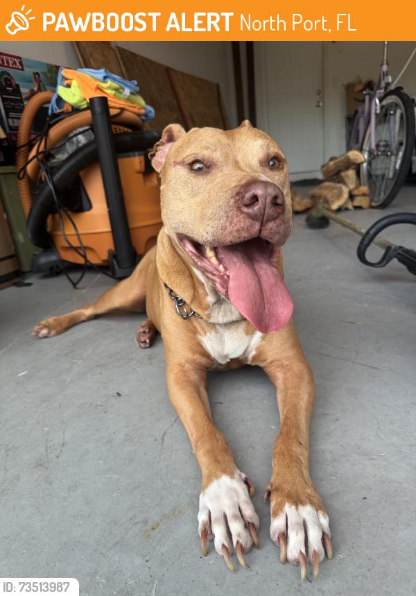 Found/Stray Male Dog last seen Biscayne, North Port, FL 34287