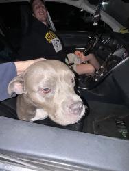 Found/Stray Female Dog last seen Macon and Avon, Memphis, TN 38122