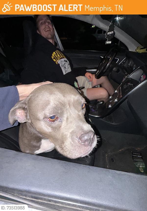 Found/Stray Female Dog last seen Macon and Avon, Memphis, TN 38122