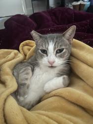 Reunited Male Cat last seen Near Lakewood Club Dr S, St. Petersburg, FL 33712, USA, St. Petersburg, FL 33712