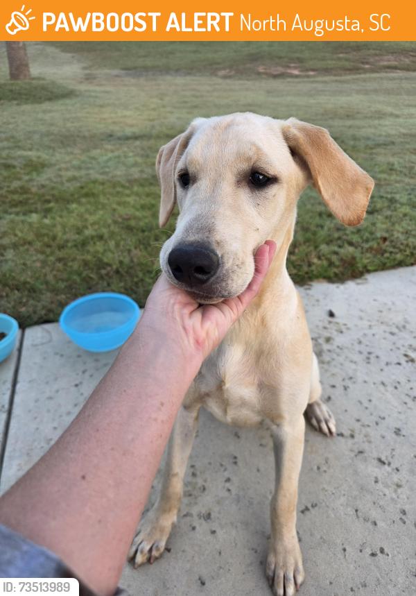 Found/Stray Female Dog last seen Mealing Rd., North Augusta, SC 29860