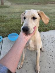 Found/Stray Female Dog last seen Mealing Rd., North Augusta, SC 29860