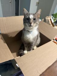 Reunited Male Cat last seen Lenox Trace, Carmel, IN 46032