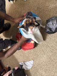 Reunited Female Cat last seen The 1800 at Barrett lakes, Kennesaw, GA 30144
